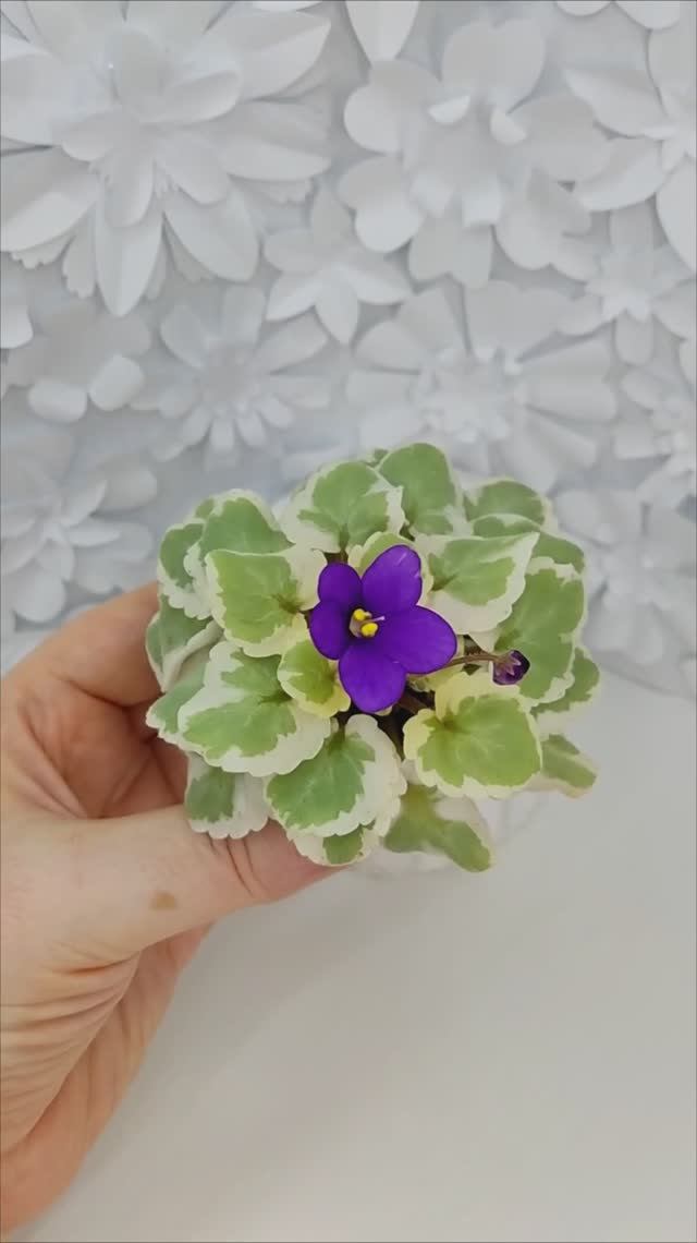 Фиалка химера Milk’s Ten Cats