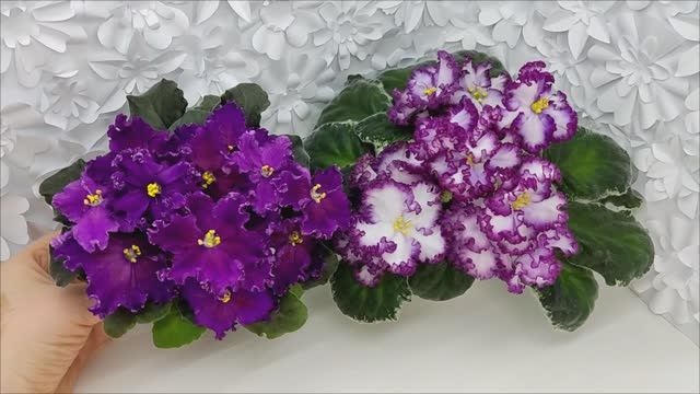 Фиалки NiK-Аристократ и АВ-Навсегда