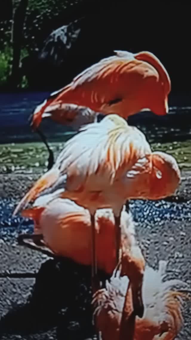 ФЛАМИНГО и другие пернатые создания🤔😮😯