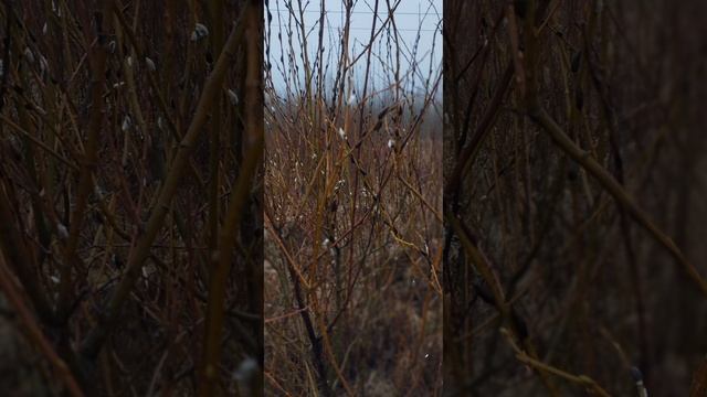 30.11.24 АЗ #ниднябезрифмы