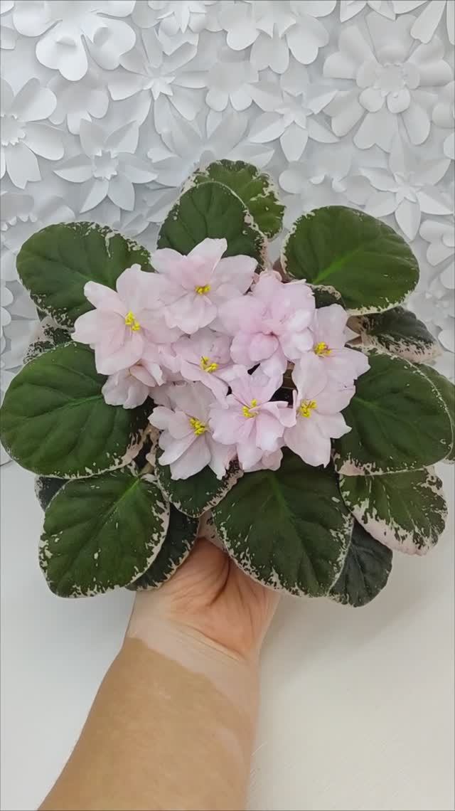 Фиалка Rivermist Pearls