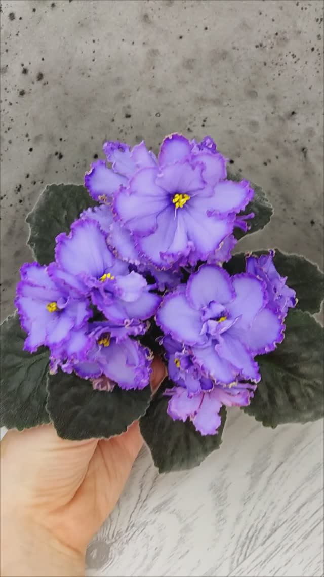 Фиалка Blue Dragon