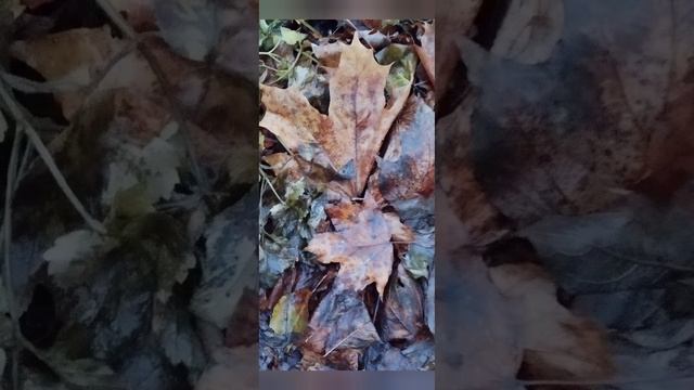 26.11.24 давай расскажем ноябрю АЗ #ниднябезрифмы