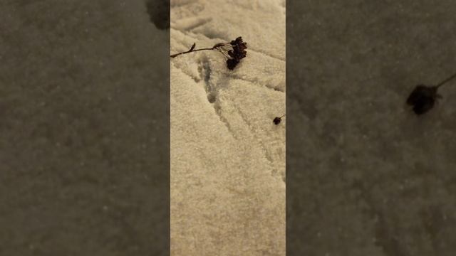 6.12.24 АЗ #ниднябезрифмы