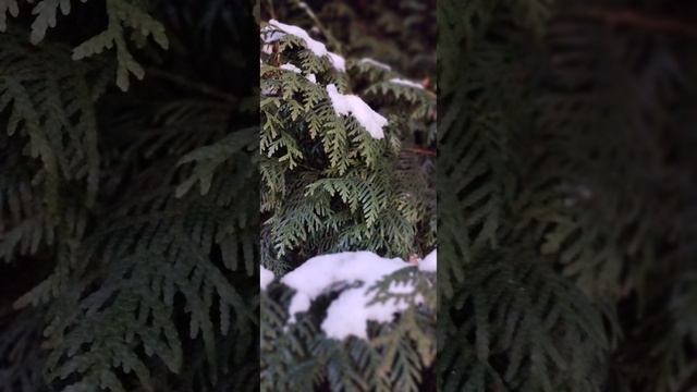 5.12.24 АЗ #ниднябезрифмы