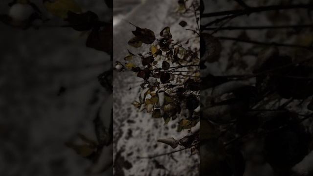 4.12.24 АЗ #ниднябезрифмы