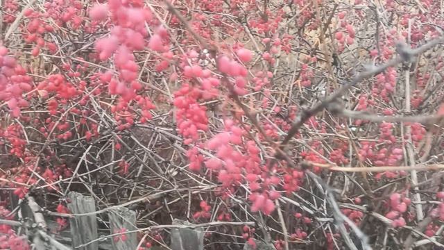 Собираем барбарис.