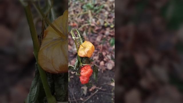 2.12.24 АЗ #ниднябезрифмы