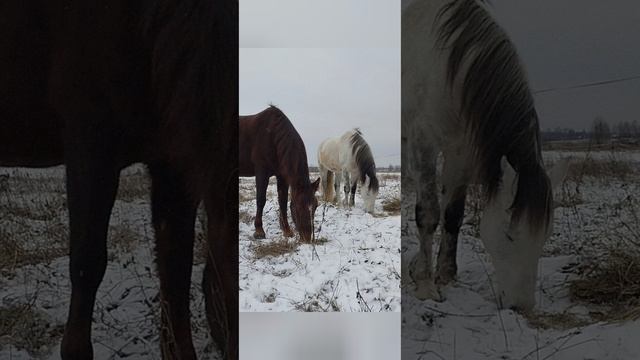 7.12.24 АЗ #ниднябезрифмы