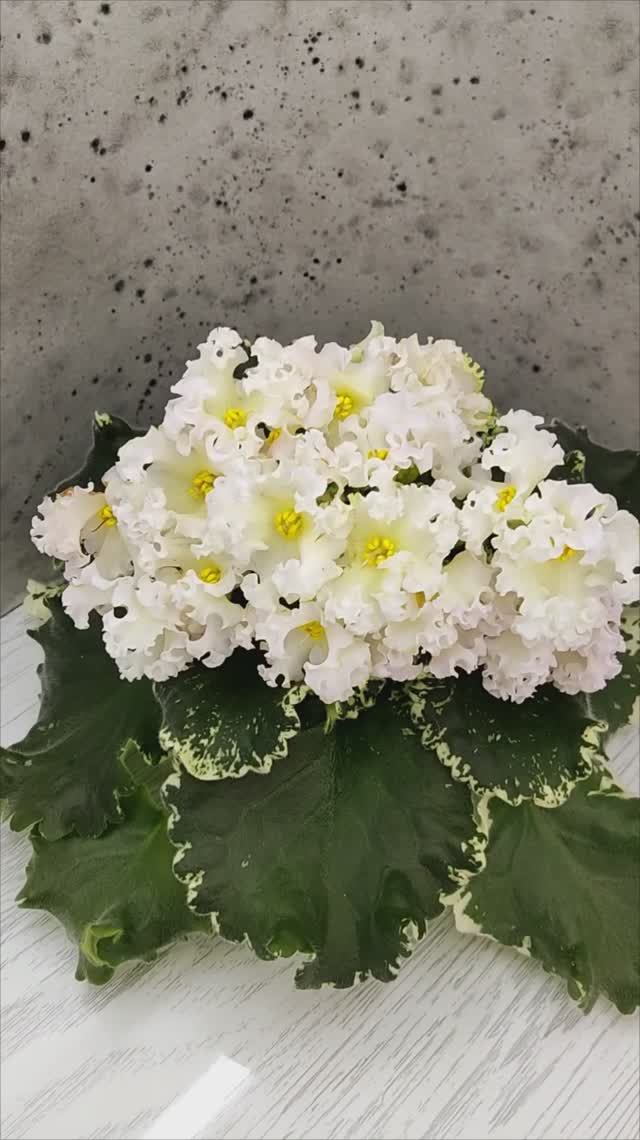 Фиалка Dn-Macabeo