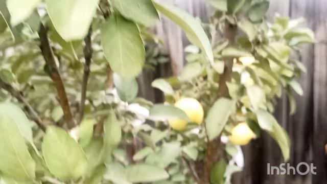 Колоновидные яблони в Сибири.