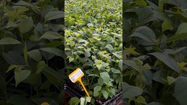 Подвой Gisela 5