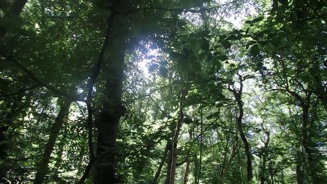 Кавказские леса, сход с тропы и выход на тропу