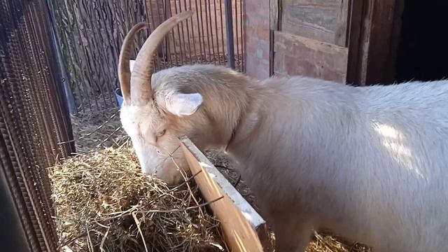 Козлятник и как коза ест траву.