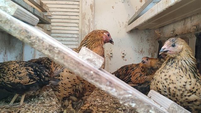 Кучинская юбилейная куры молодняк