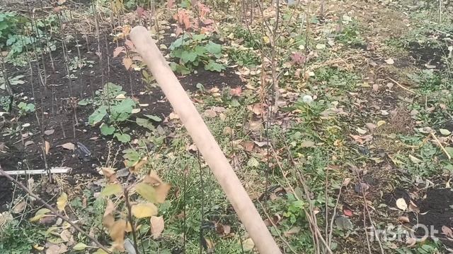 Как вырастить саженцы груши с шикарной корневой системой. Сад Тоторова.