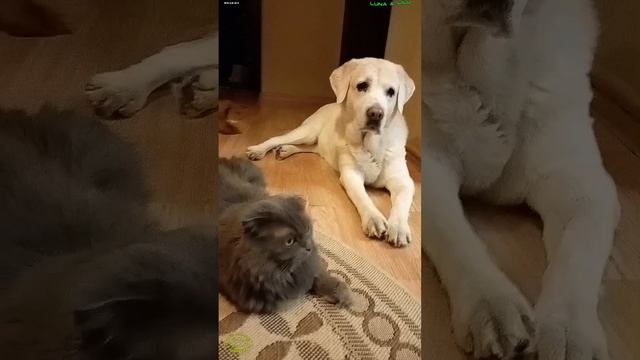 В ожидании нового