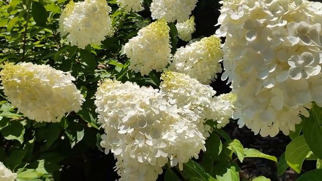 Обзорная прогулка по метельчатым гортензиям