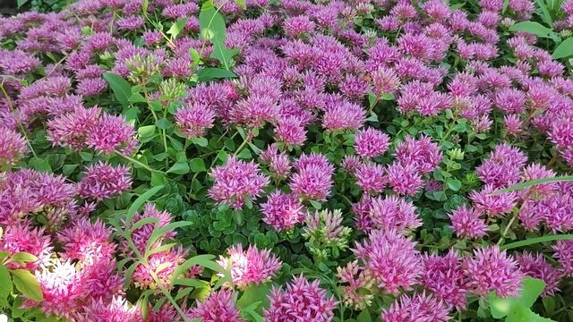 Ковёр в саду. Очитки обильноцветущие многолетники.