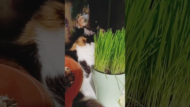 Трава для кошек 🌱😻