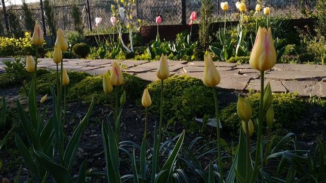 Многоцветковые тюльпаны. Что это такое?