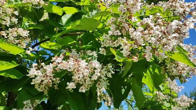 Катальпа - очень декоративное дерево для средней полосы России.