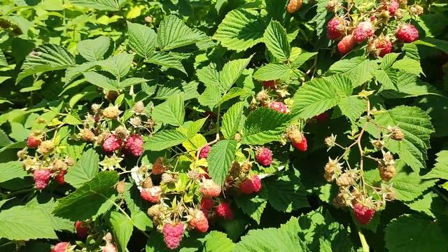 У нас в саду не только цветочки.