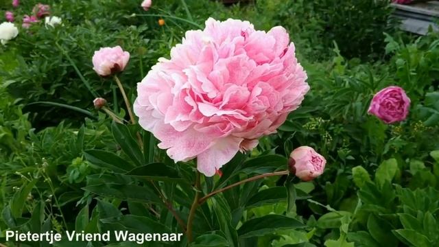 Красивые пионы и сирень.