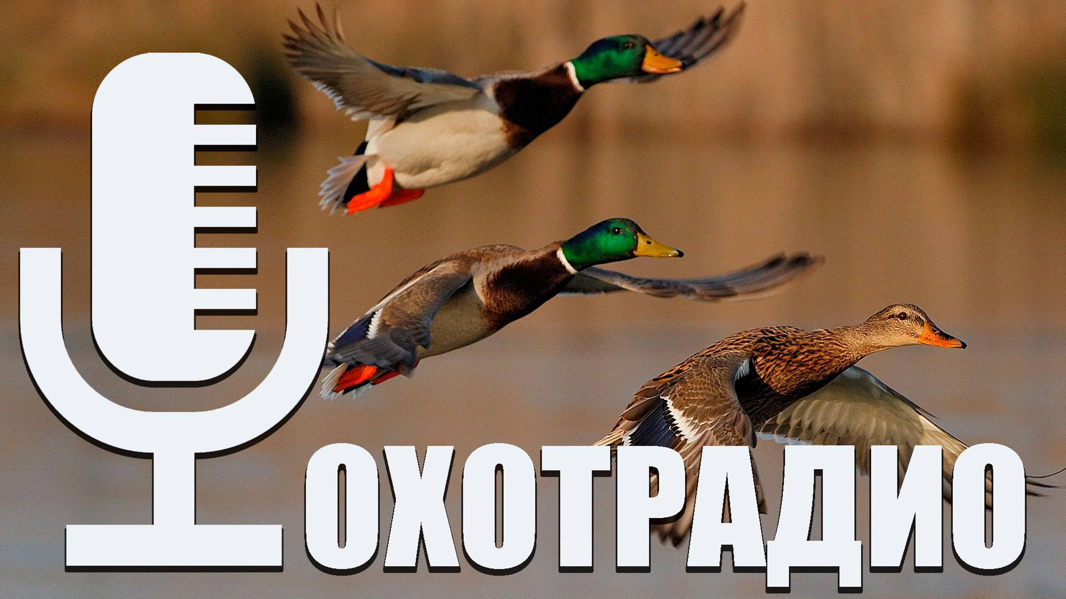 ОТРЫТИЕ УТИНОЙ ОХОТЫ В КРАСНОДАРЕ🔴ОхотРадио