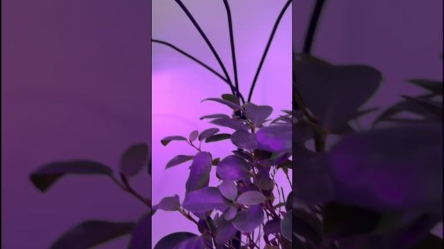 Согласны? Фитолампа на видео WB 1720257530; OZON 1720257530; Я.Маркет 5556492525