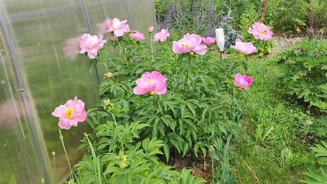 Долго цветущий пион Sea Shell. Редкий в наших садах.