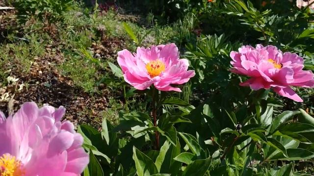 Пион Найс Гал с очень обильным цветением.