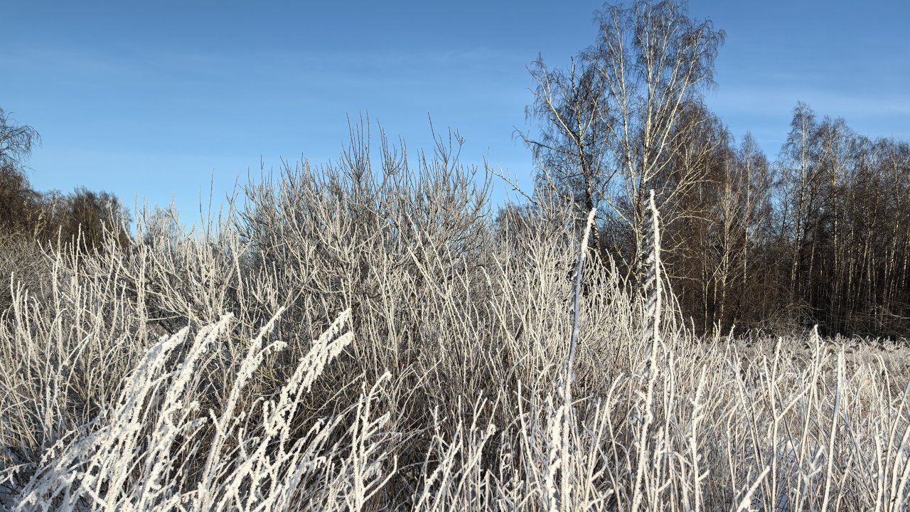 ОДИНОЧНАЯ ОХОТА ТРОПЛЕНИЕМ НА ЗАЙЦА БЕЛЯКА В ЛЕСУ, КАК ОНА ЕСТЬ