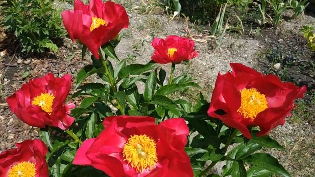 Самый яркий пион в нашем саду. Сорт America.