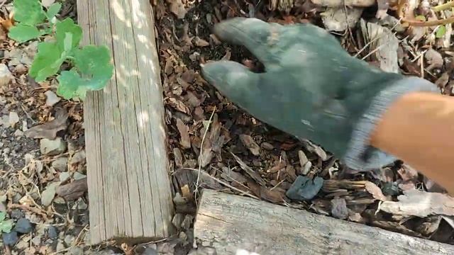 Посадка голубики и рододендронов в жарком климате.