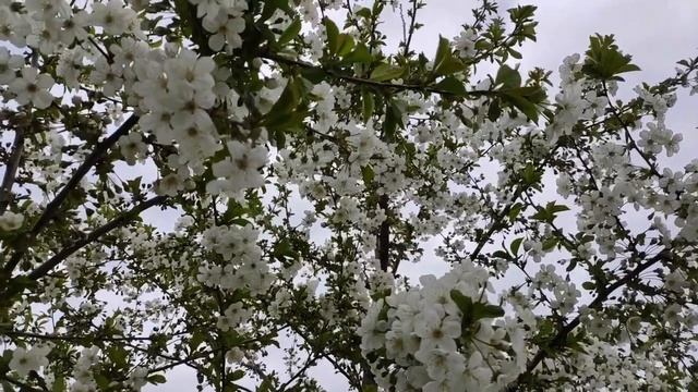 Агротехника выращивания для больших урожаев вишни и черешни.