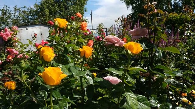 Желтая роза Керио. Самая долгоцветущая роза. Солнечная красавица.