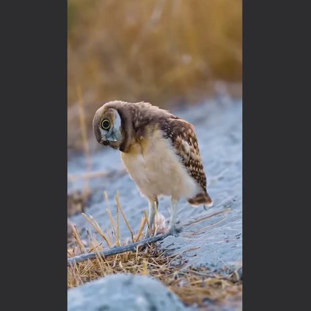 ВИДЕОЗАЛИПАЛКА животные_15