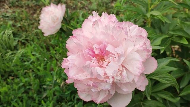 Пион Джокер. Красивый хамелеон.