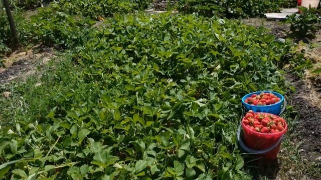 Огромный урожай клубники. Моя агротехника выращивания.