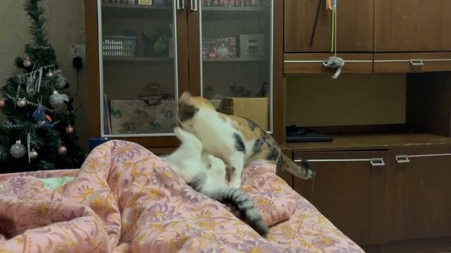 Смешные кошечки! Лежачего не бьют! .mp4