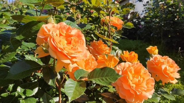 Любимая роза в нашем саду. Сорт Goldelse.