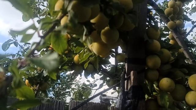 Алыча Мара. Сад на берегу Енисея.