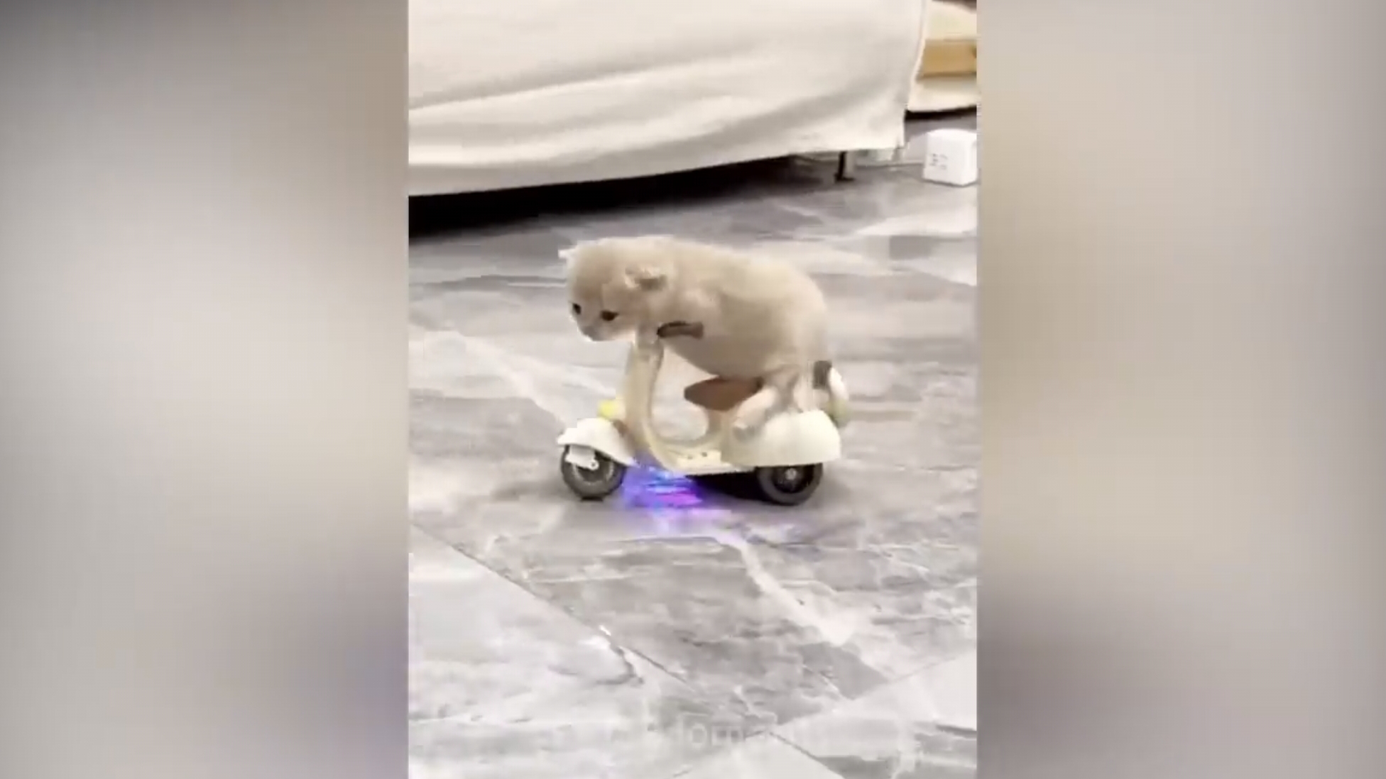 Котики играют, с озвучкой, 1. Большой сборник смешных видео с котами.