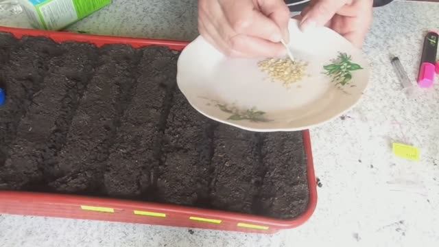 Посевы. Посев сладкого перца на рассаду показываю очень подробно.