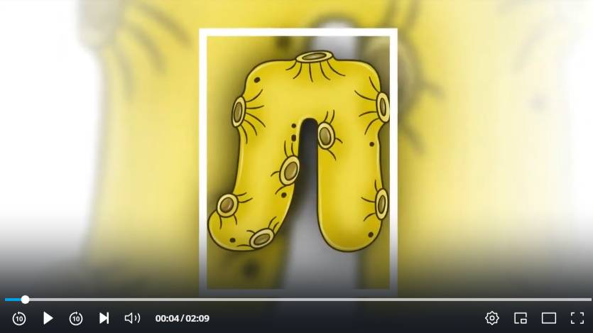 Азбука. Алфавит.Учим буквы. Для детей. Пластилиновая азбука. Буква Л.