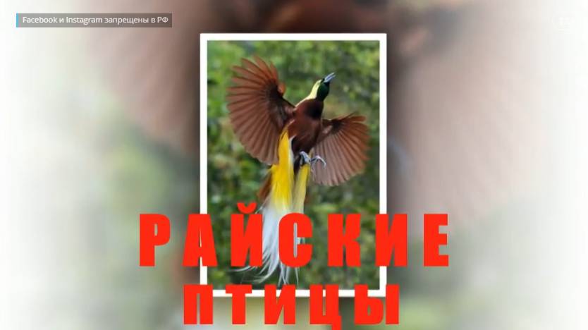 РАЙСКИЕ ПТИЦЫ - занятие по развитию вербального интеллекта.