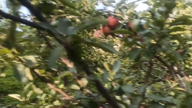 Яблоня Кидс Ораж Ред. Самый любимый зимний сорт яблок.