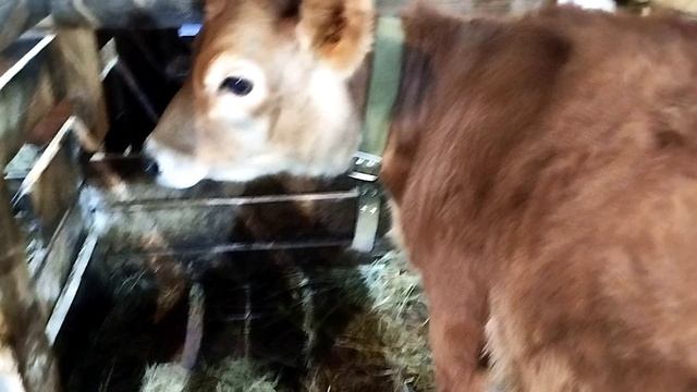 КОЗЛЯТА КОТЯТА РАСТУТ 🐐МАТЮША ГОТОВИТСЯ К ОТЕЛУ❄️ватсапп козлята в продаже.89611570044