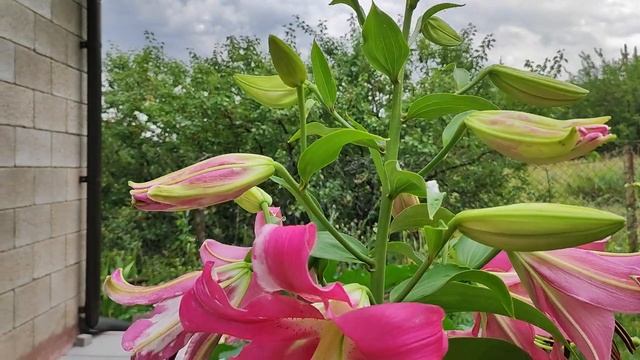 Основные моменты при выращивании лилии. Азиатские, ЛА и ОТ гибриды.